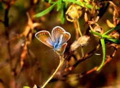  Animaux PAPILLONS 