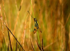  Animaux PAPILLONS 