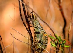  Animaux PAPILLONS 