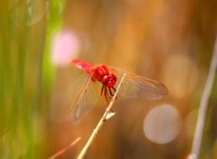  Animaux libellule rouge sanguin