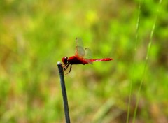  Animaux libellule rouge sanguin