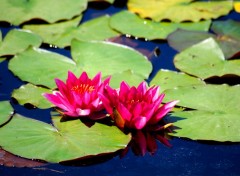  Nature fleurs et lotus