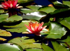  Nature fleurs et lotus