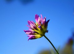  Nature fleurs et lotus