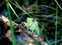  Animals cigales