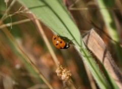  Animals coccinelle