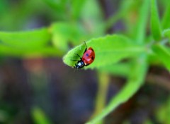  Animaux coccinelle