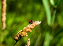  Animaux coccinelle