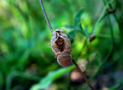  Animaux crysalide de "cigalle"