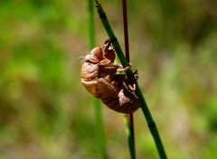  Animaux crysalide de "cigalle"