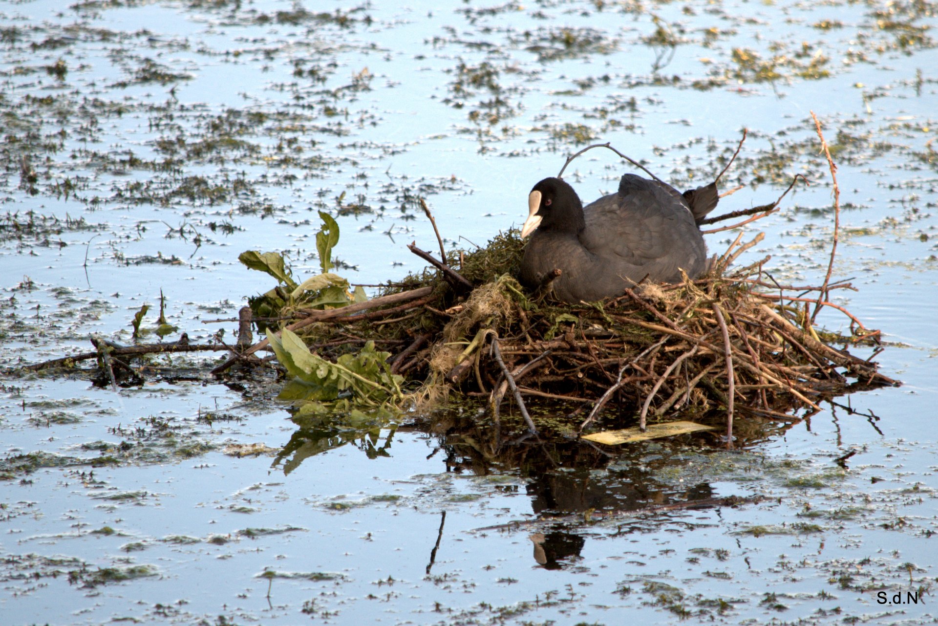 Fonds d'cran Animaux Oiseaux - Divers CEUX DU LAC JUIN 2013