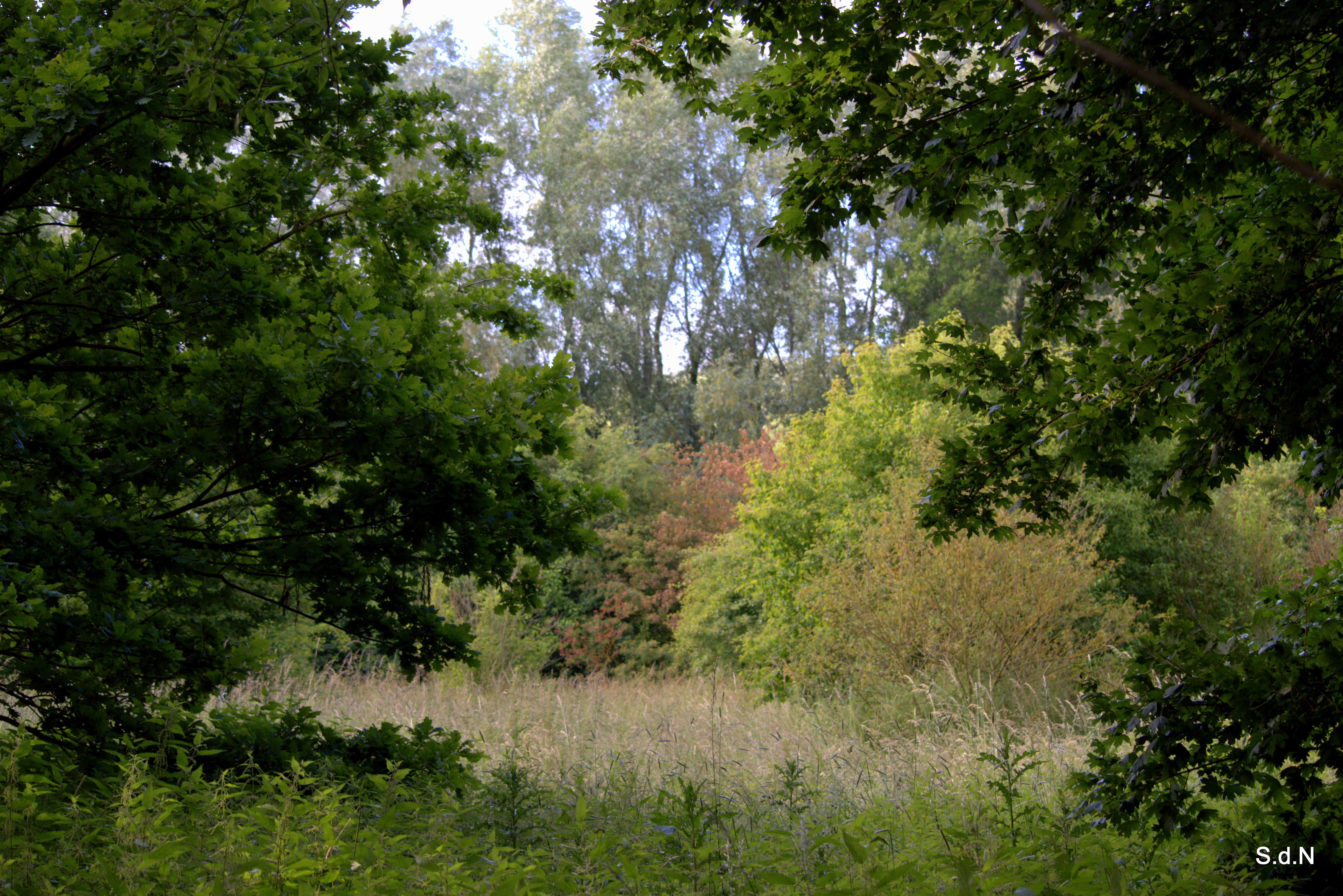 Fonds d'cran Nature Arbres - Forts CHEMINS ET PUITS DE LUMIERE LAC VD ASCQ JUIN 2013