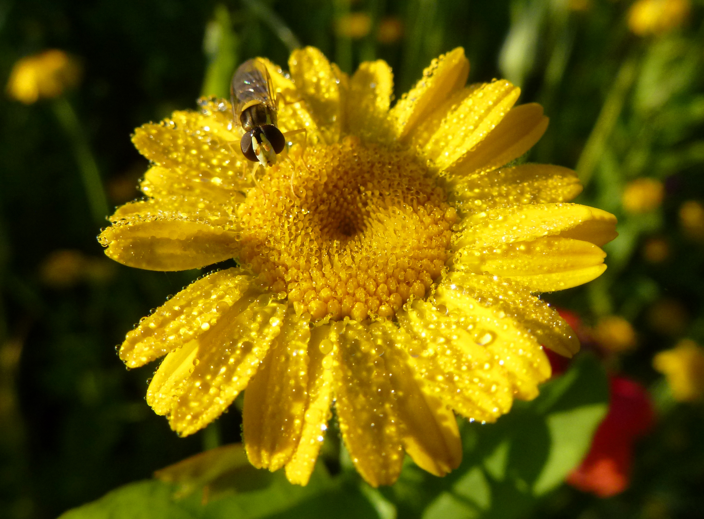 Fonds d'cran Animaux Insectes - Syrphes Syrphe sur chrysanthème