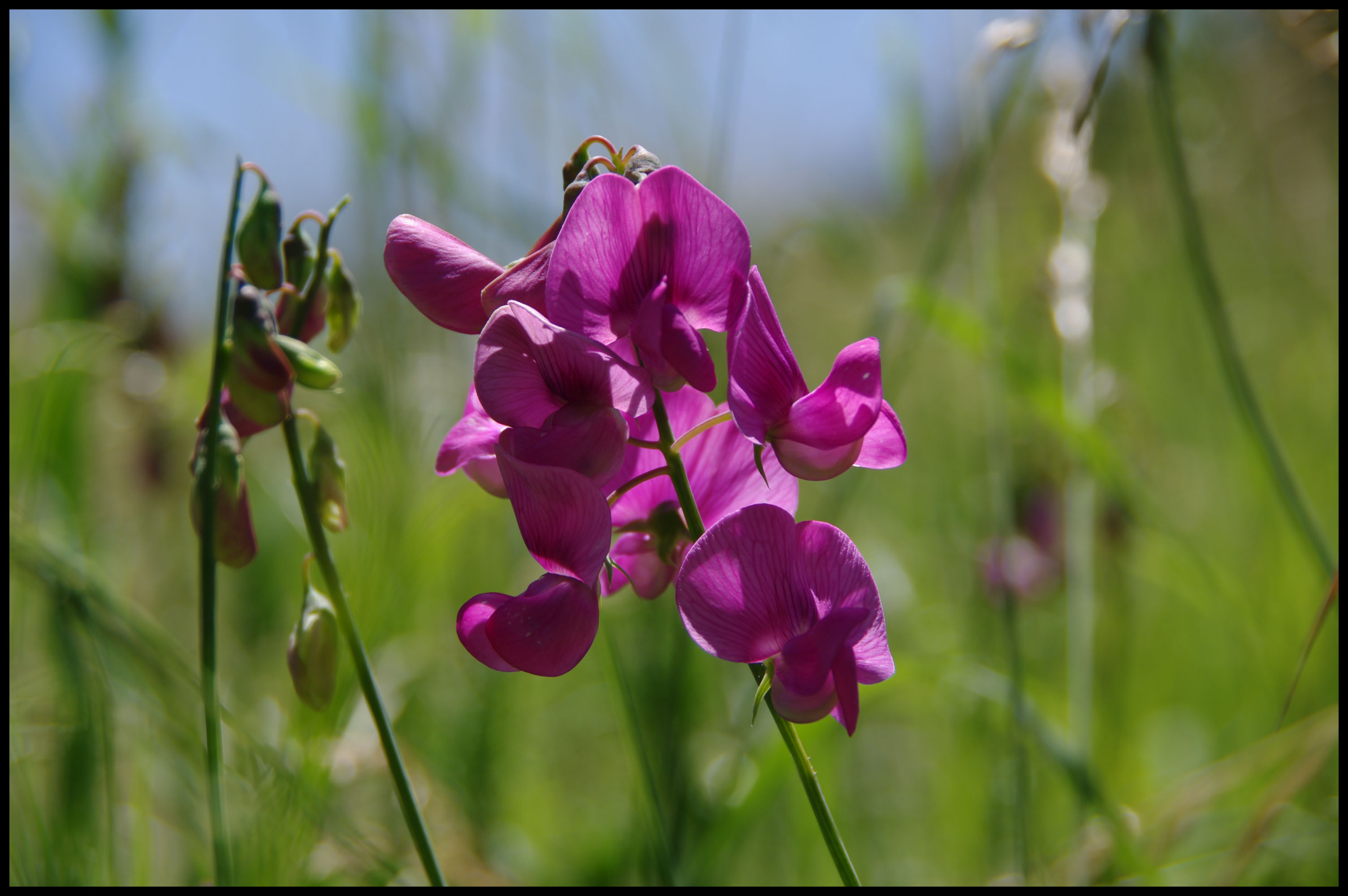 Fonds d'cran Nature Fleurs pois de senteur