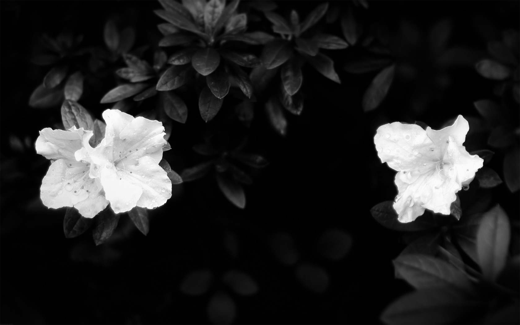 Fonds d'cran Nature Fleurs 