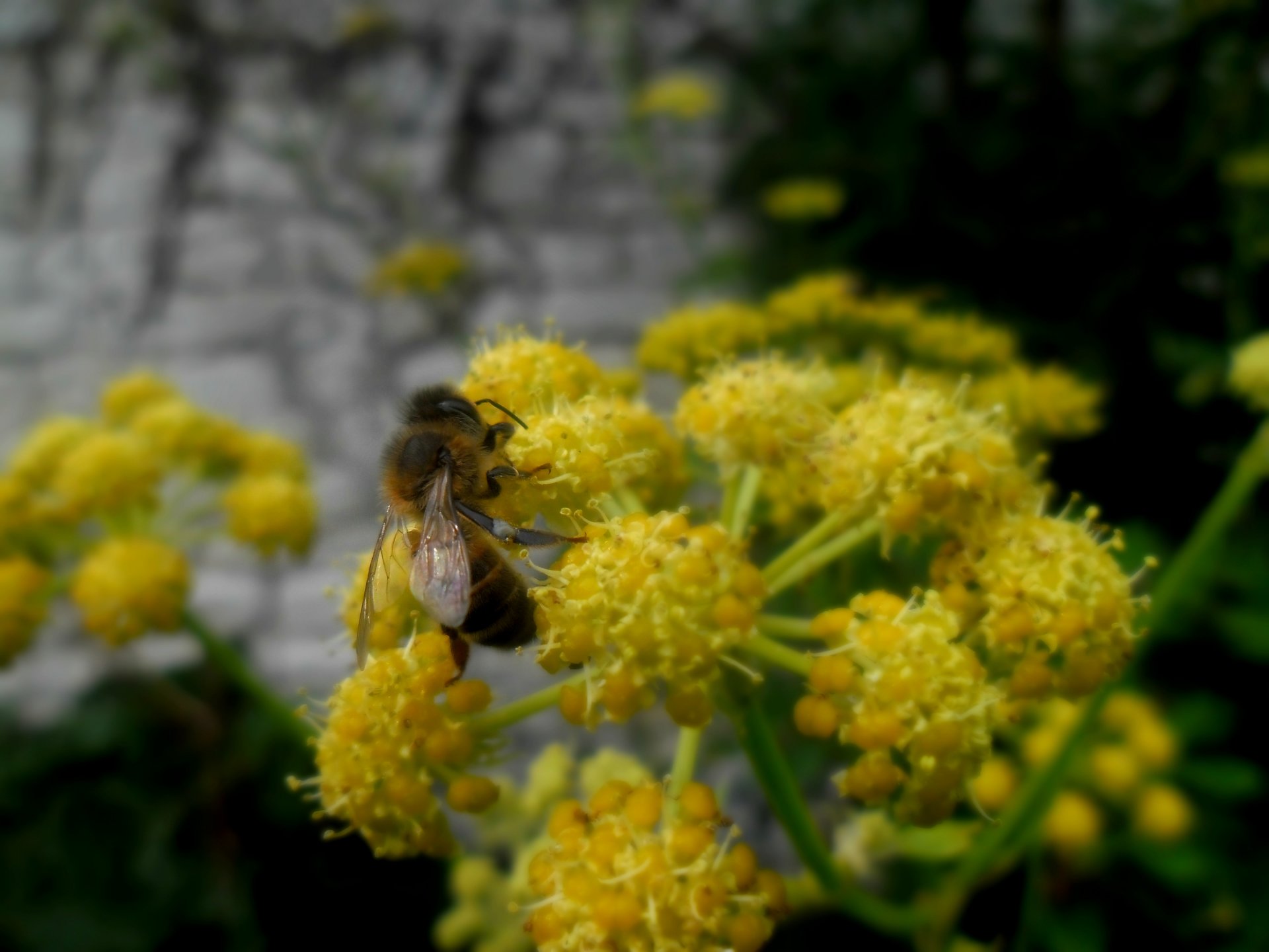 Fonds d'cran Animaux Insectes - Abeilles Gupes ... 