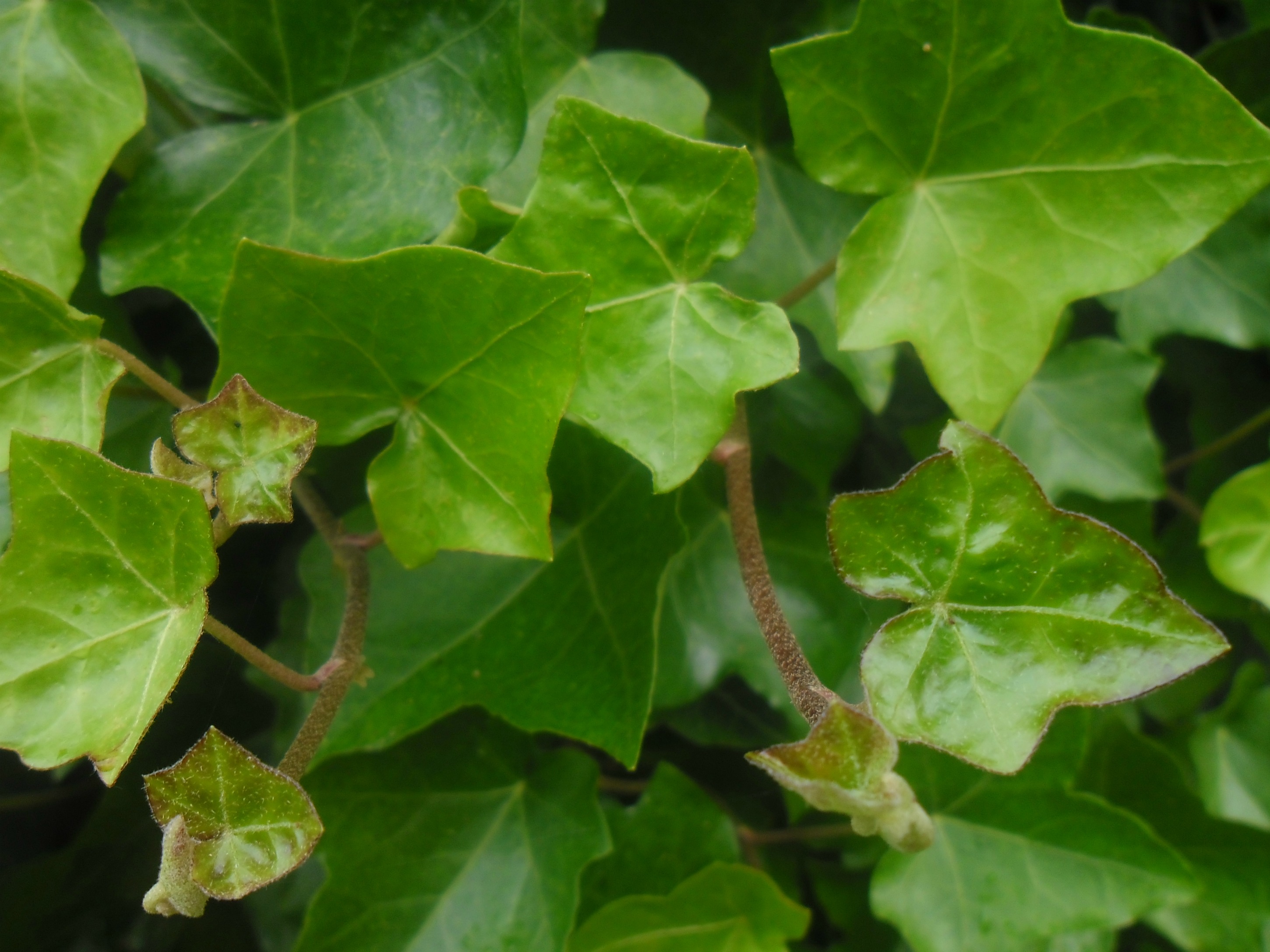 Fonds d'cran Nature Feuilles - Feuillages 