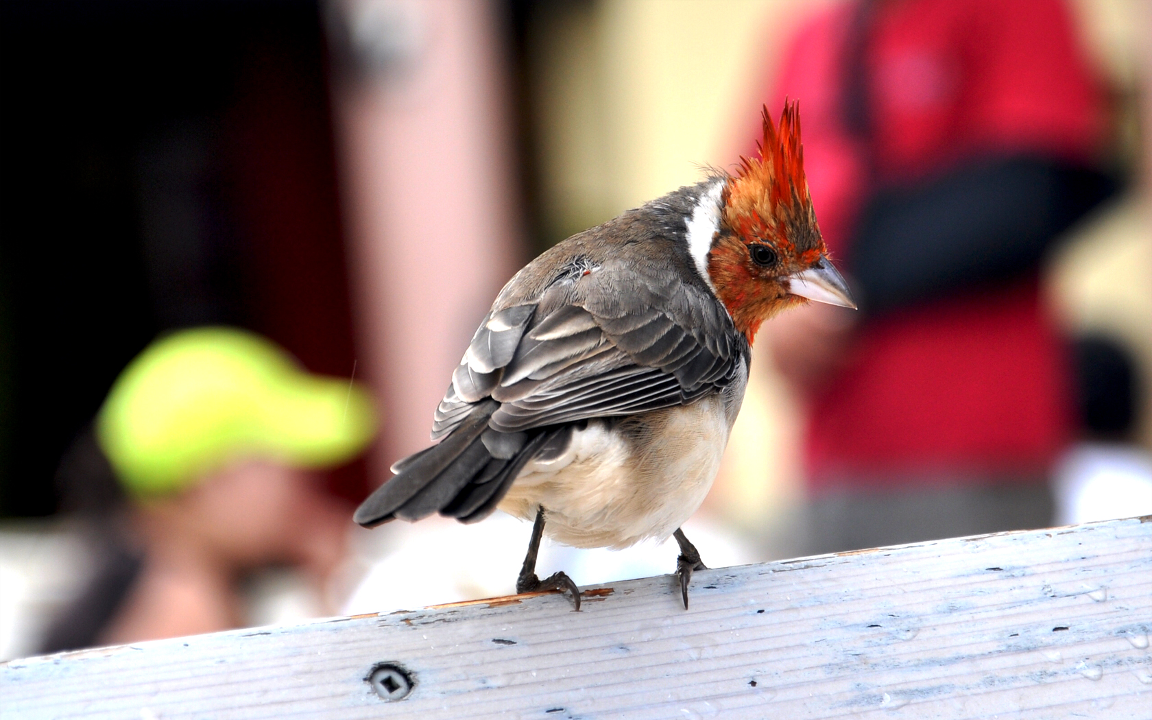 Fonds d'cran Animaux Oiseaux - Divers 