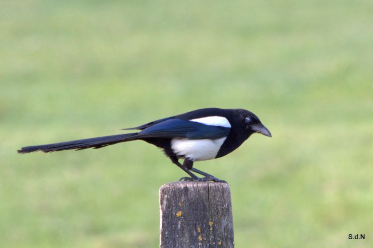 Wallpapers Animals Birds - Misc CEUX DU LAC JUIN 2013