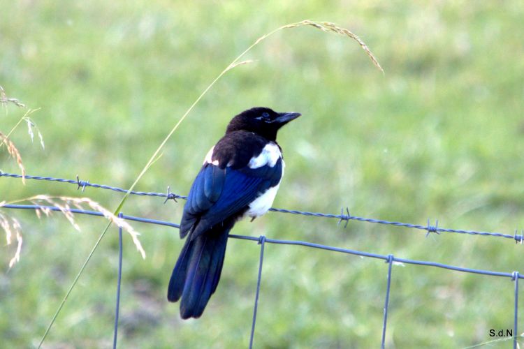 Wallpapers Animals Birds - Misc CEUX DU LAC JUIN 2013