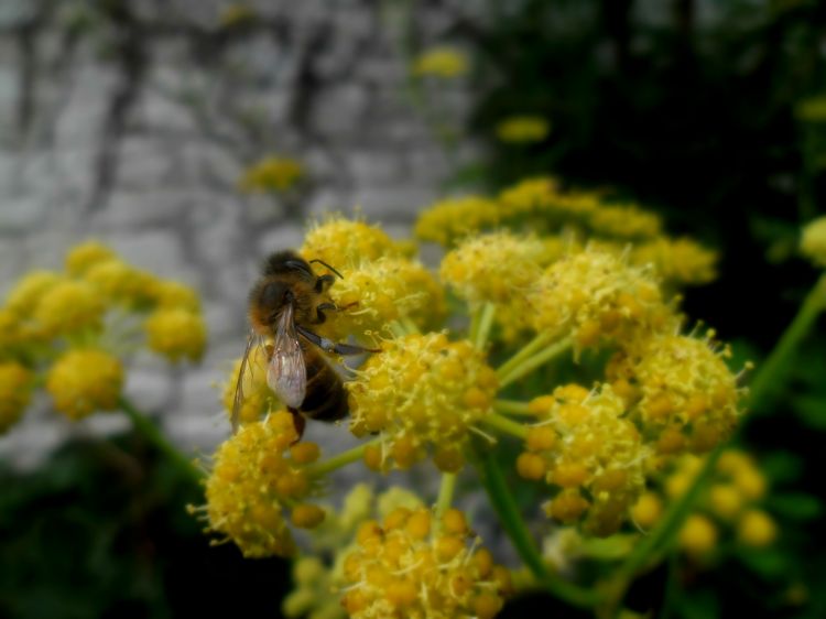 Fonds d'cran Animaux Insectes - Abeilles Gupes ... Wallpaper N348641