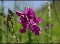  Nature pois de senteur