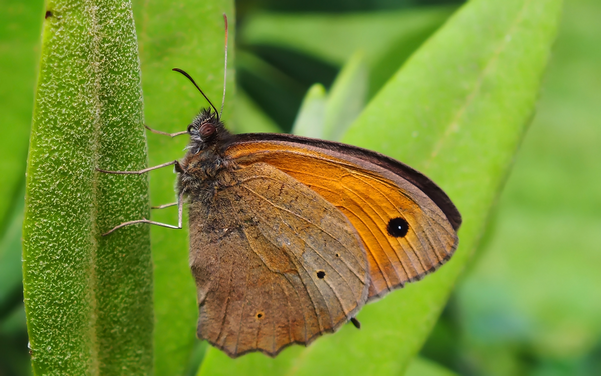 Fonds d'cran Animaux Insectes - Papillons 