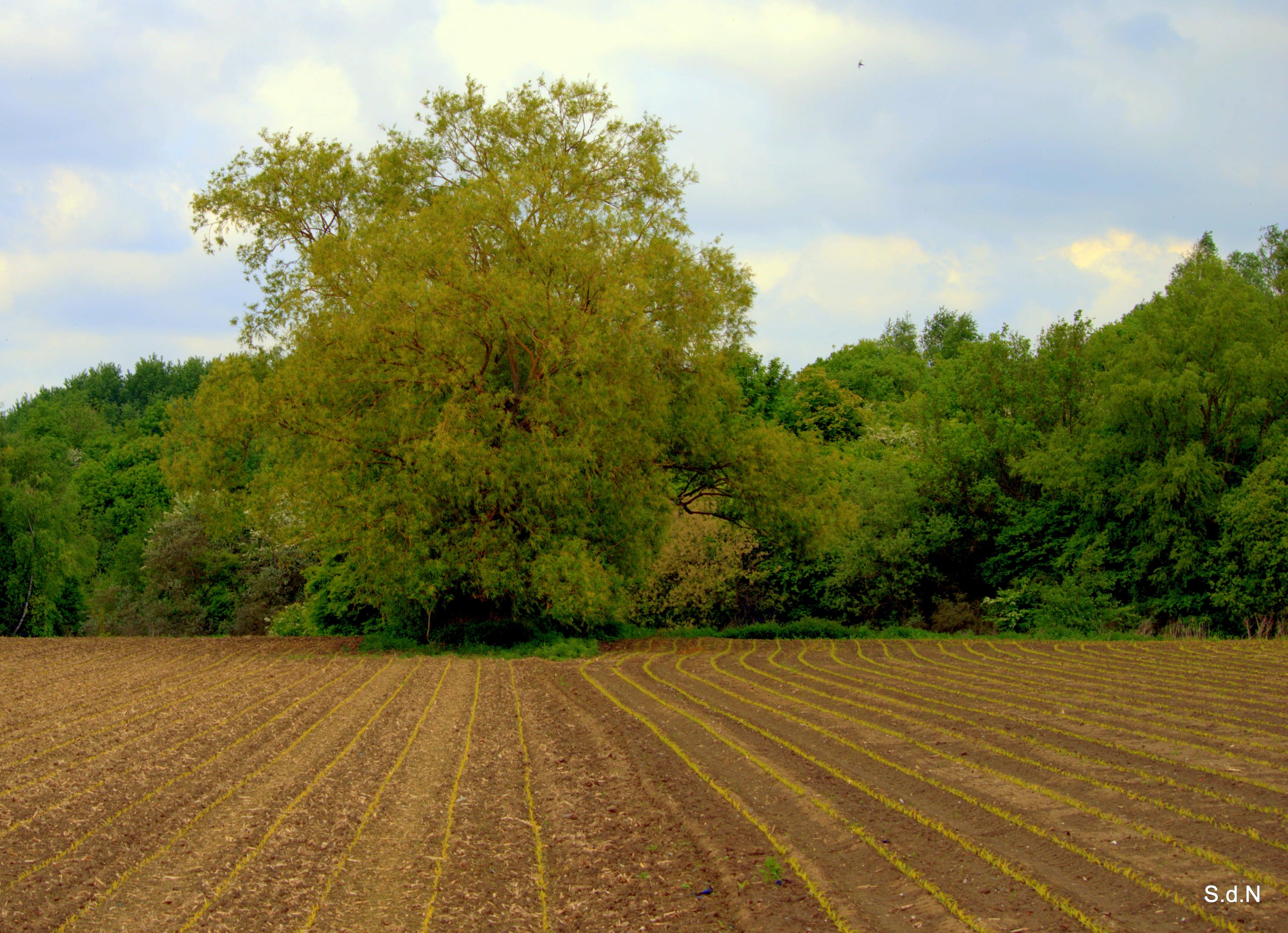 Fonds d'cran Nature Arbres - Forts V. D ASCQ  L ARBRE AU BOUT DU CHAMP