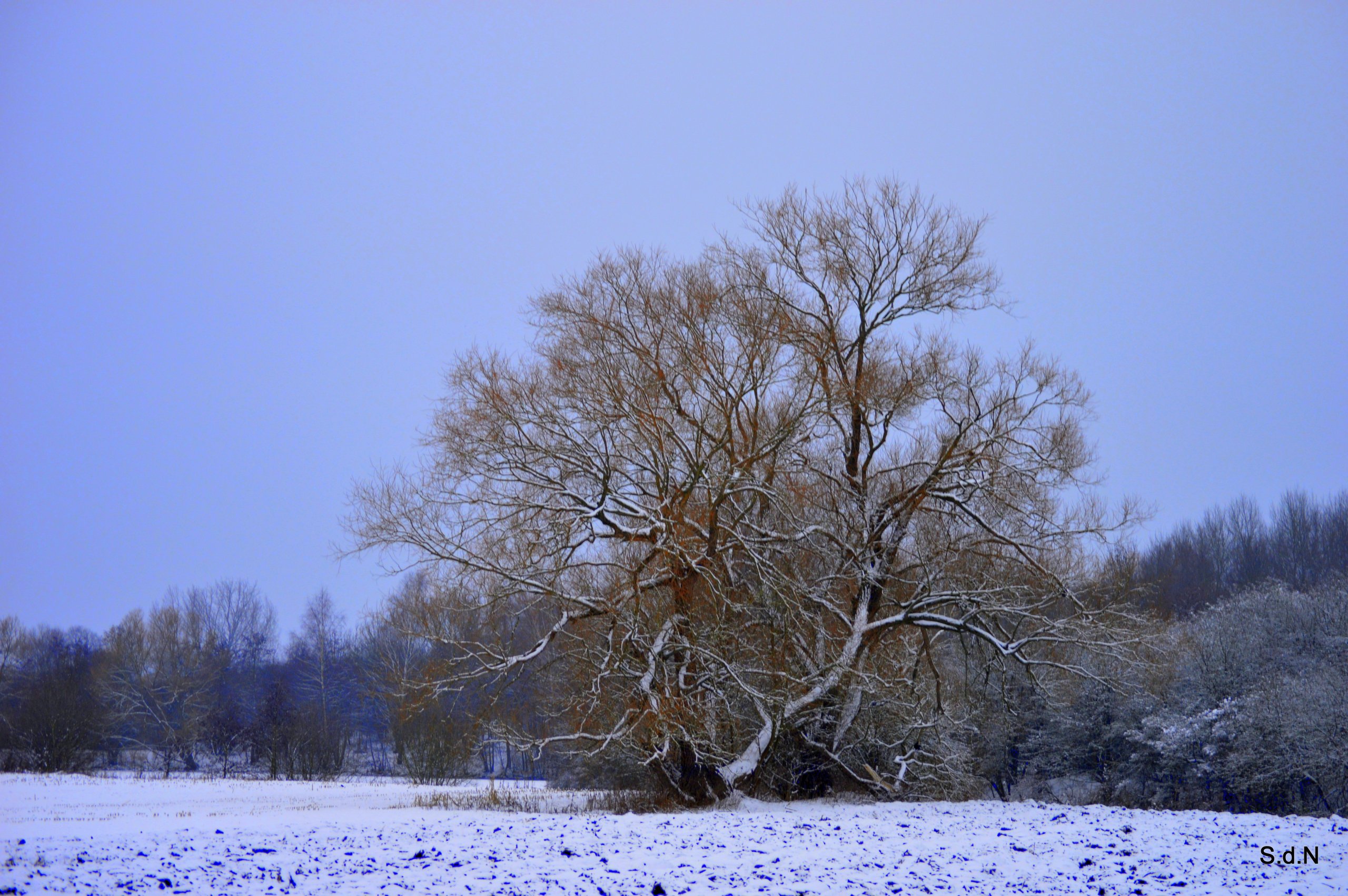 Fonds d'cran Nature Arbres - Forts V. D ASCQ  L ARBRE AU BOUT DU CHAMP