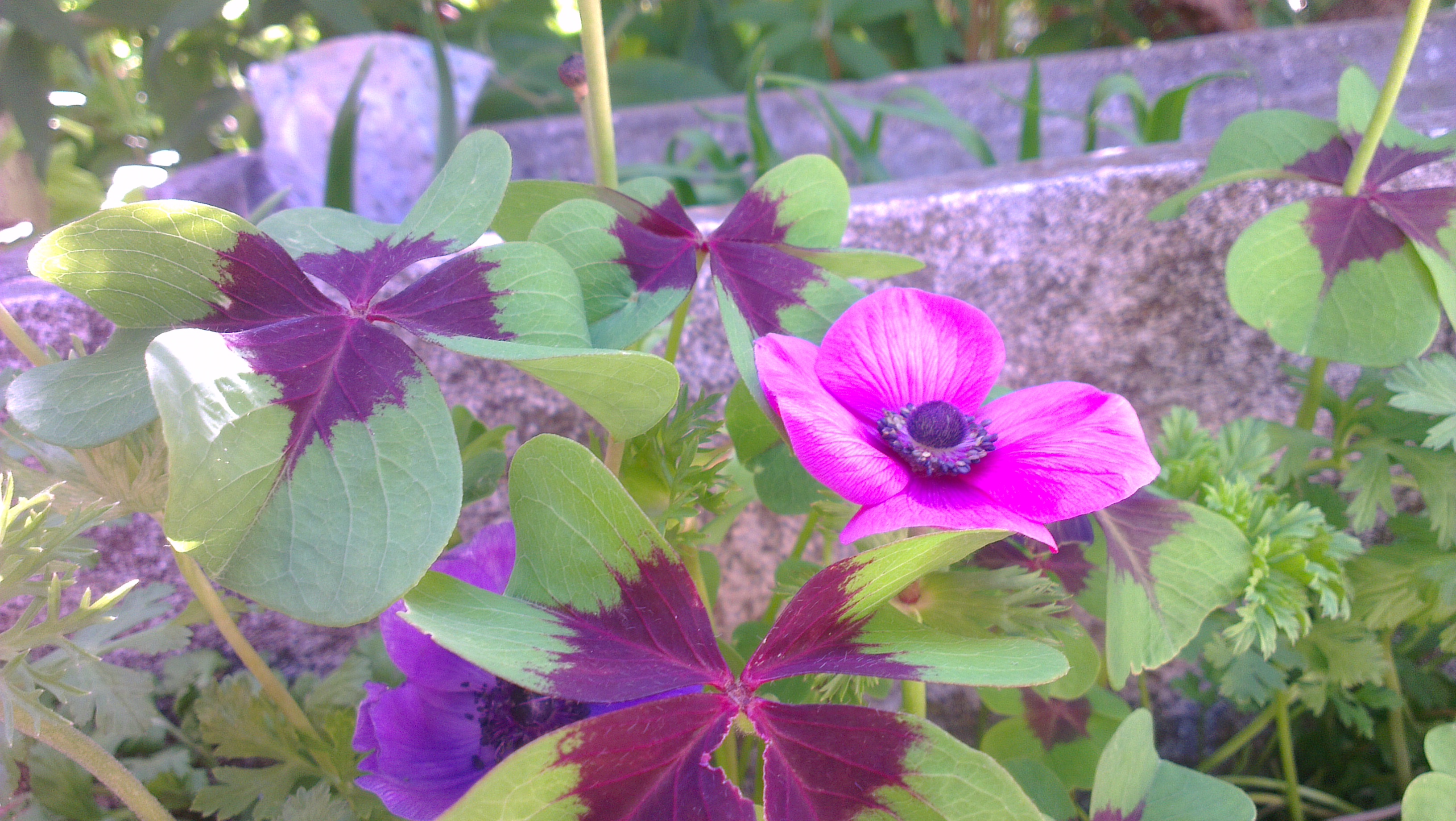 Fonds d'cran Nature Fleurs 