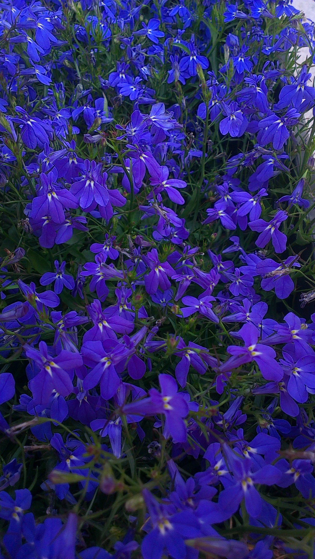 Fonds d'cran Nature Fleurs 