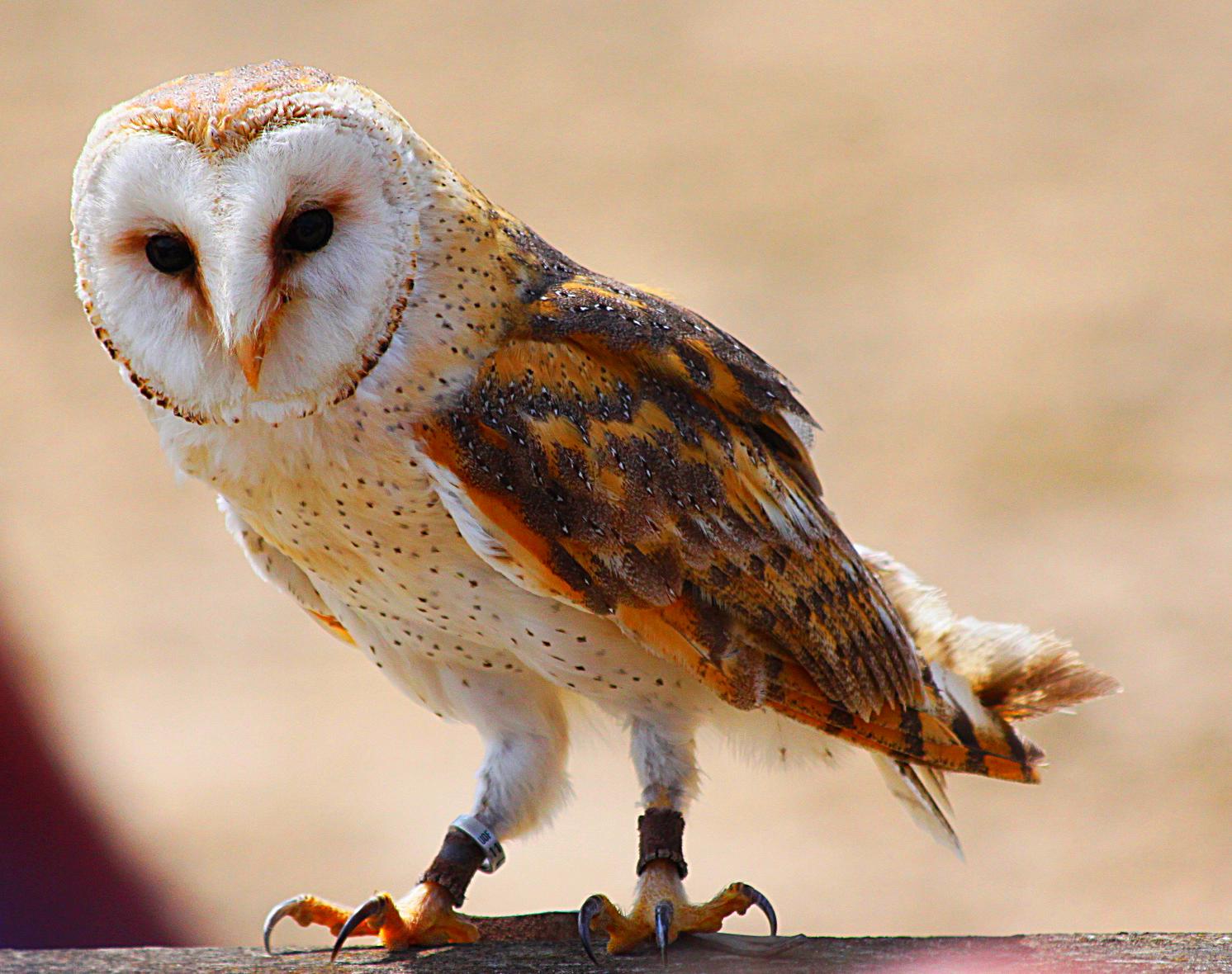 Fonds d'cran Animaux Oiseaux - Hiboux et Chouettes Provins