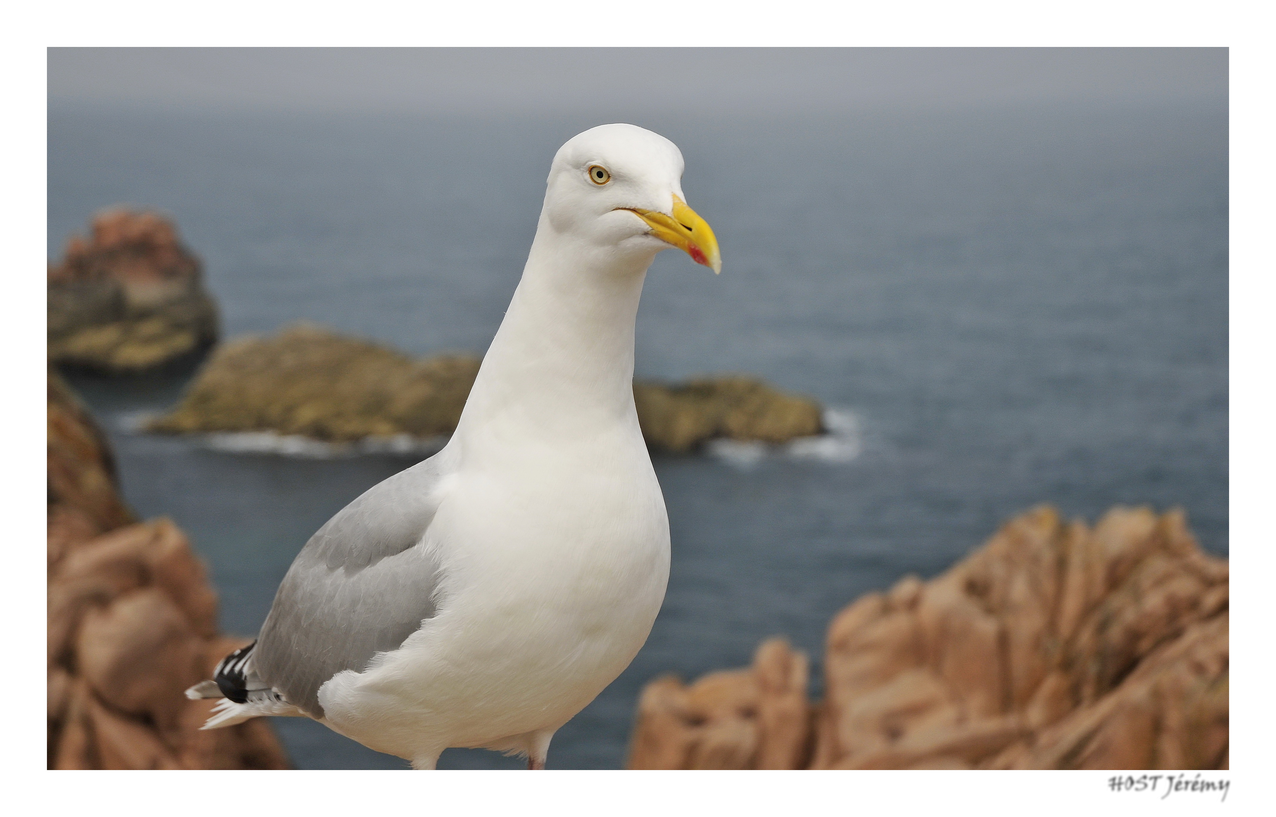 Fonds d'cran Animaux Oiseaux - Mouettes et Golands Goeland de Bretagne