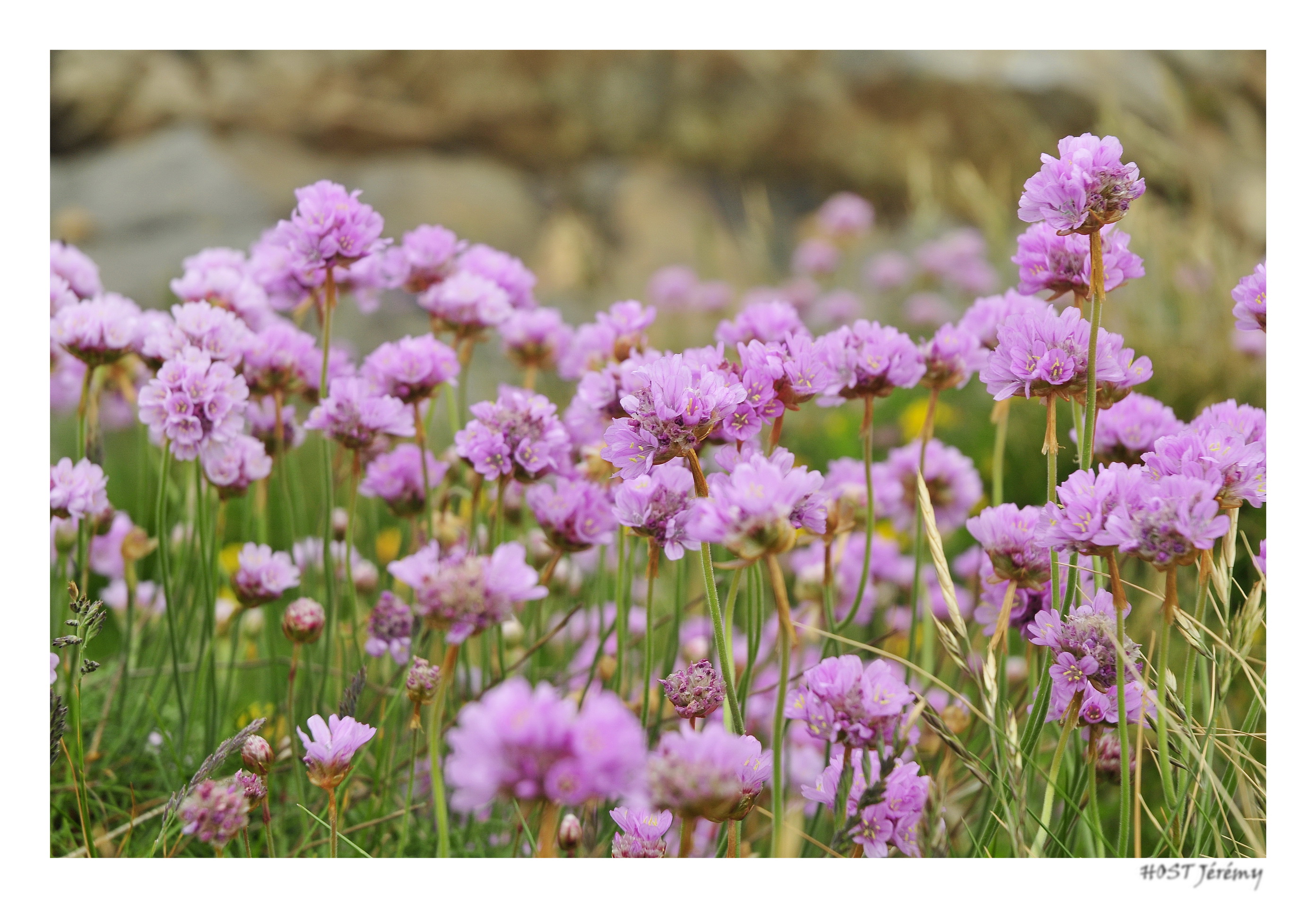 Fonds d'cran Nature Fleurs Tapis fleural