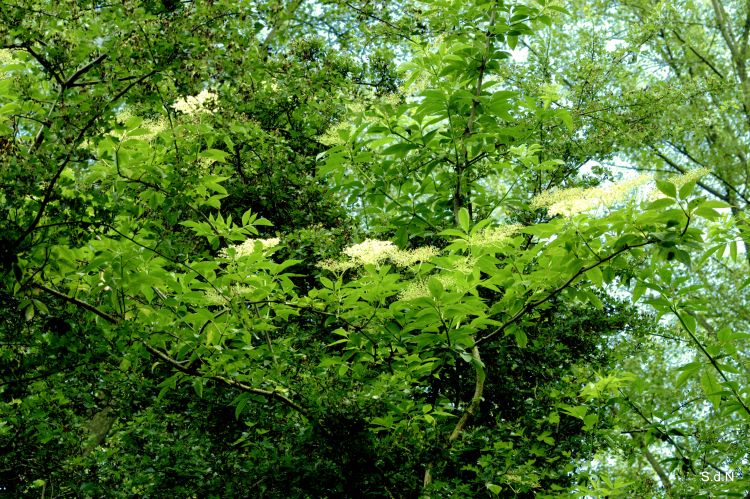 Fonds d'cran Nature Arbres - Forts FLEURS DE SUREAU