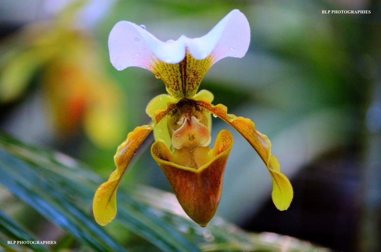 Fonds d'cran Nature Fleurs Sabot de vénus