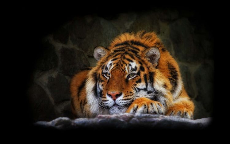 Fonds d'cran Animaux Flins - Tigres Wallpaper N348734