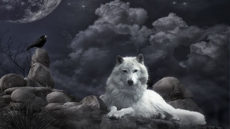 Wallpapers Animals Wolves Wallpaper N348735