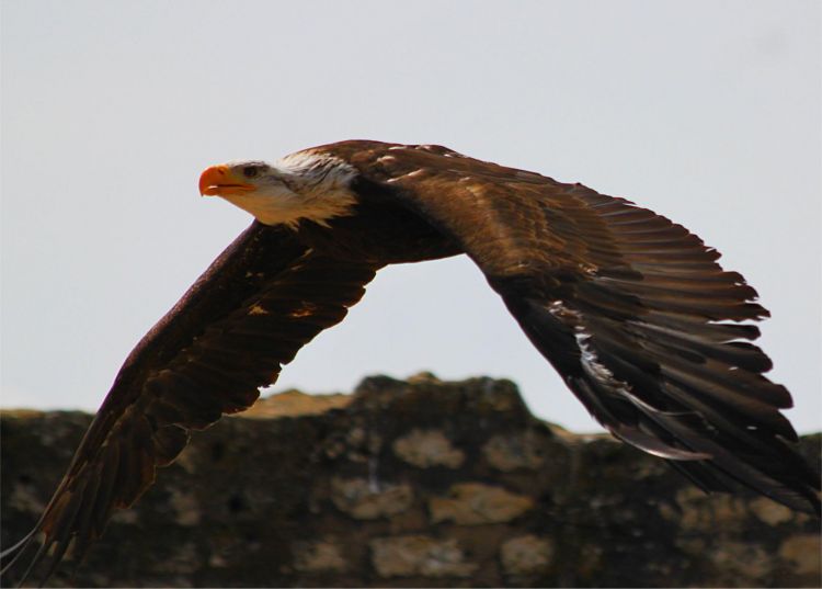 Fonds d'cran Animaux Oiseaux - Aigles Provins