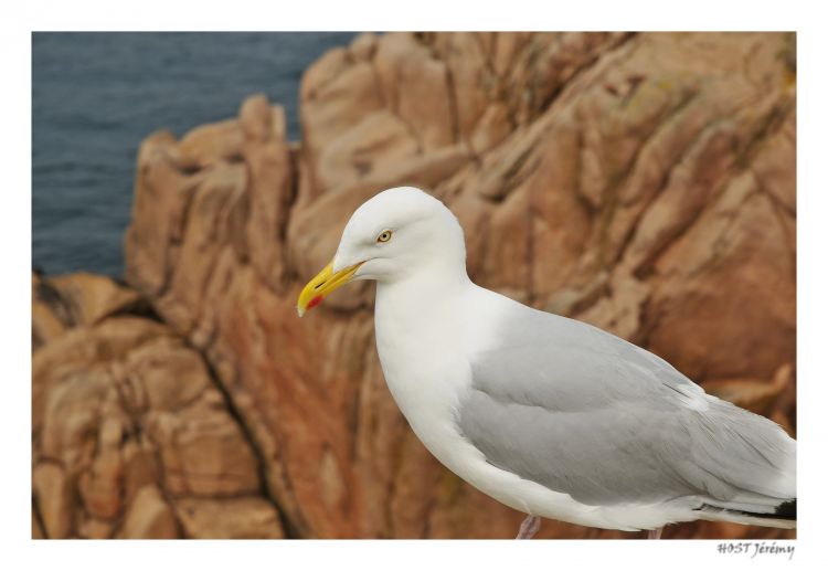 Fonds d'cran Animaux Oiseaux - Mouettes et Golands Goeland de Bretagne .2