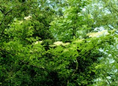  Nature FLEURS DE SUREAU