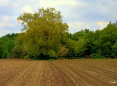  Nature V. D ASCQ  L ARBRE AU BOUT DU CHAMP