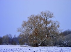  Nature V. D ASCQ  L ARBRE AU BOUT DU CHAMP