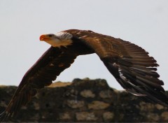  Animaux Provins