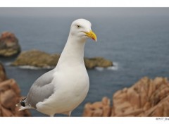  Animaux Goeland de Bretagne