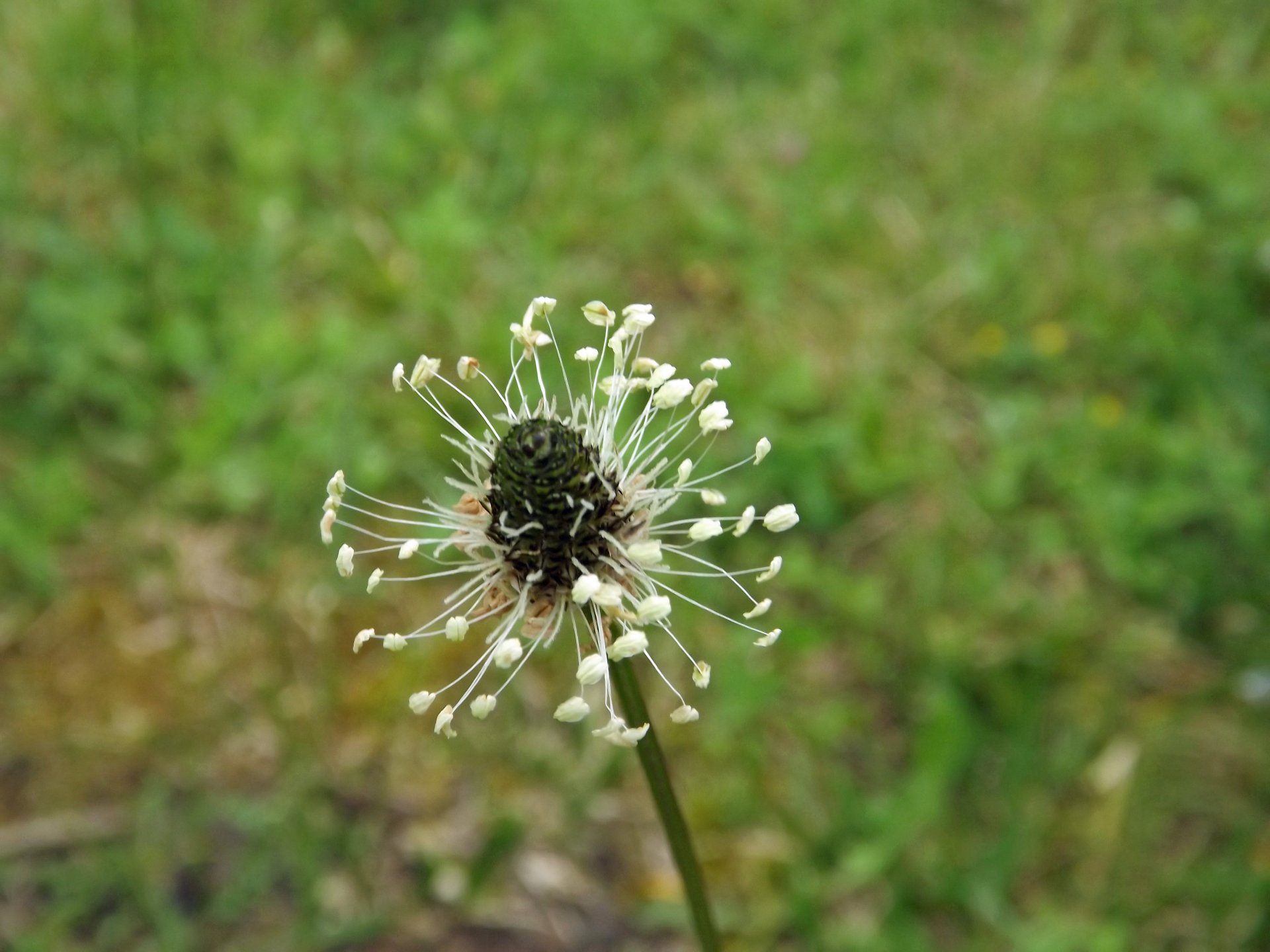 Wallpapers Nature Flowers 