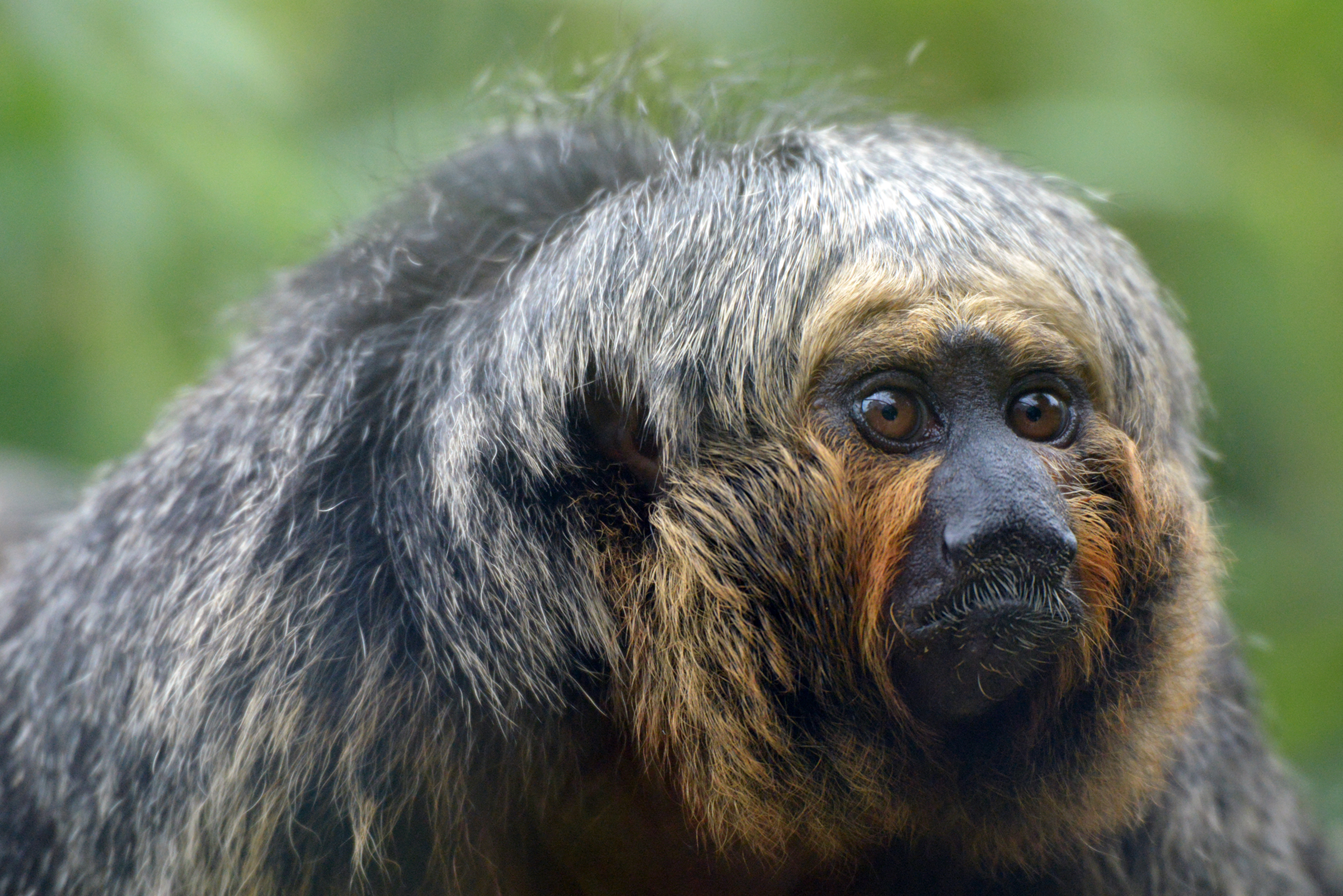 Fonds d'cran Animaux Singes Ballade au zoo de Lille (59)