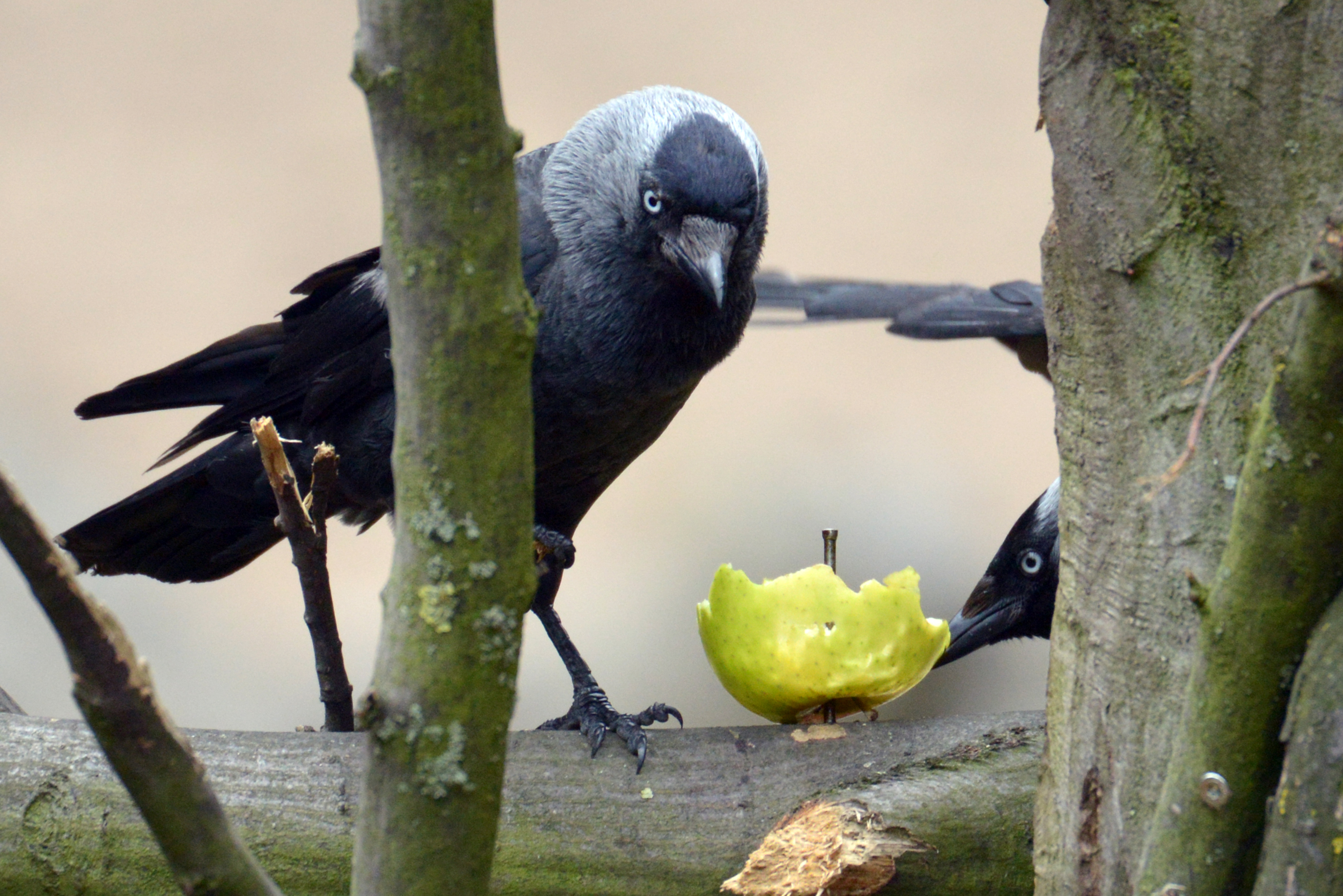 Fonds d'cran Animaux Oiseaux - Divers Ballade au zoo de Lille (59)