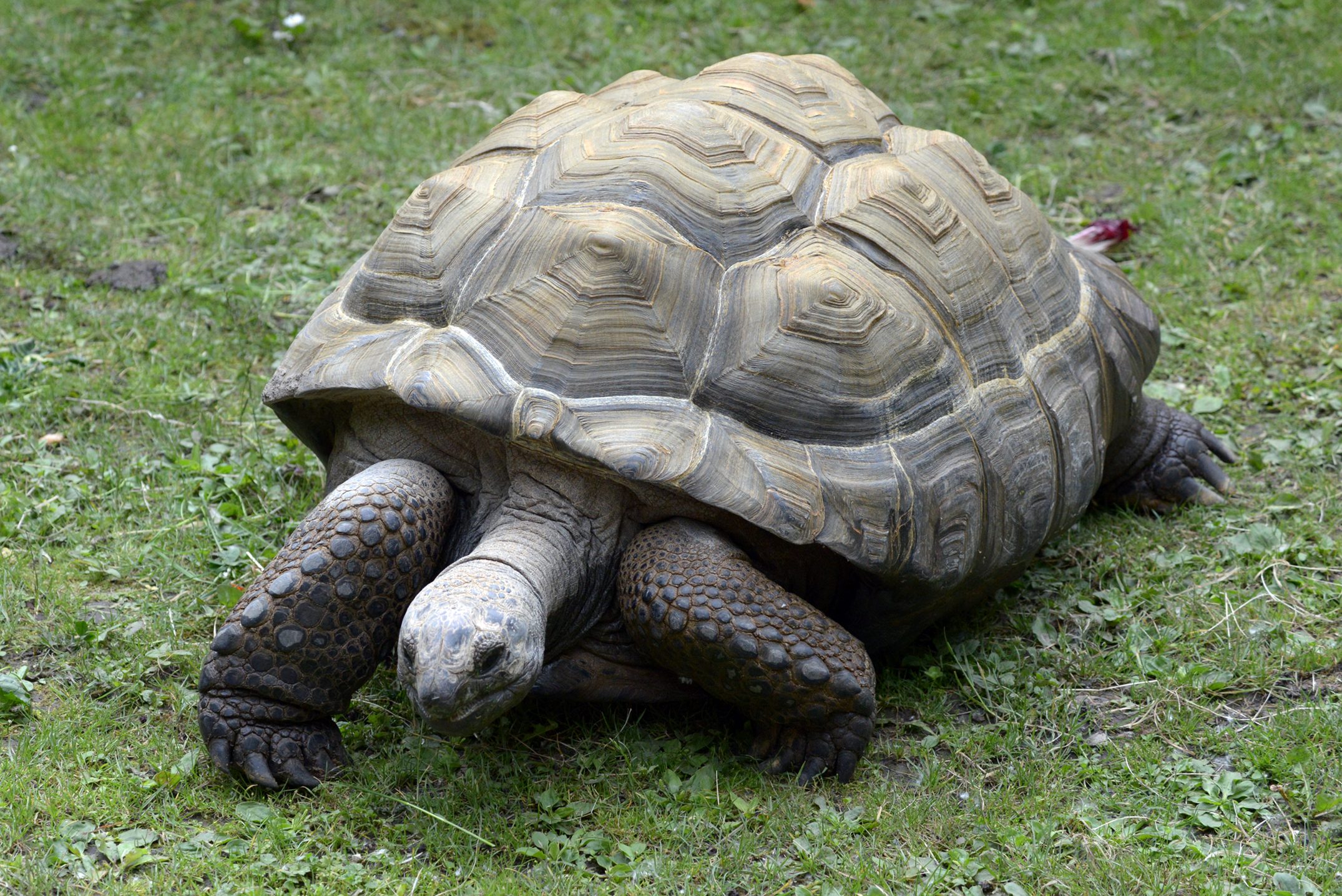 Fonds d'cran Animaux Tortues Ballade au zoo de Lille