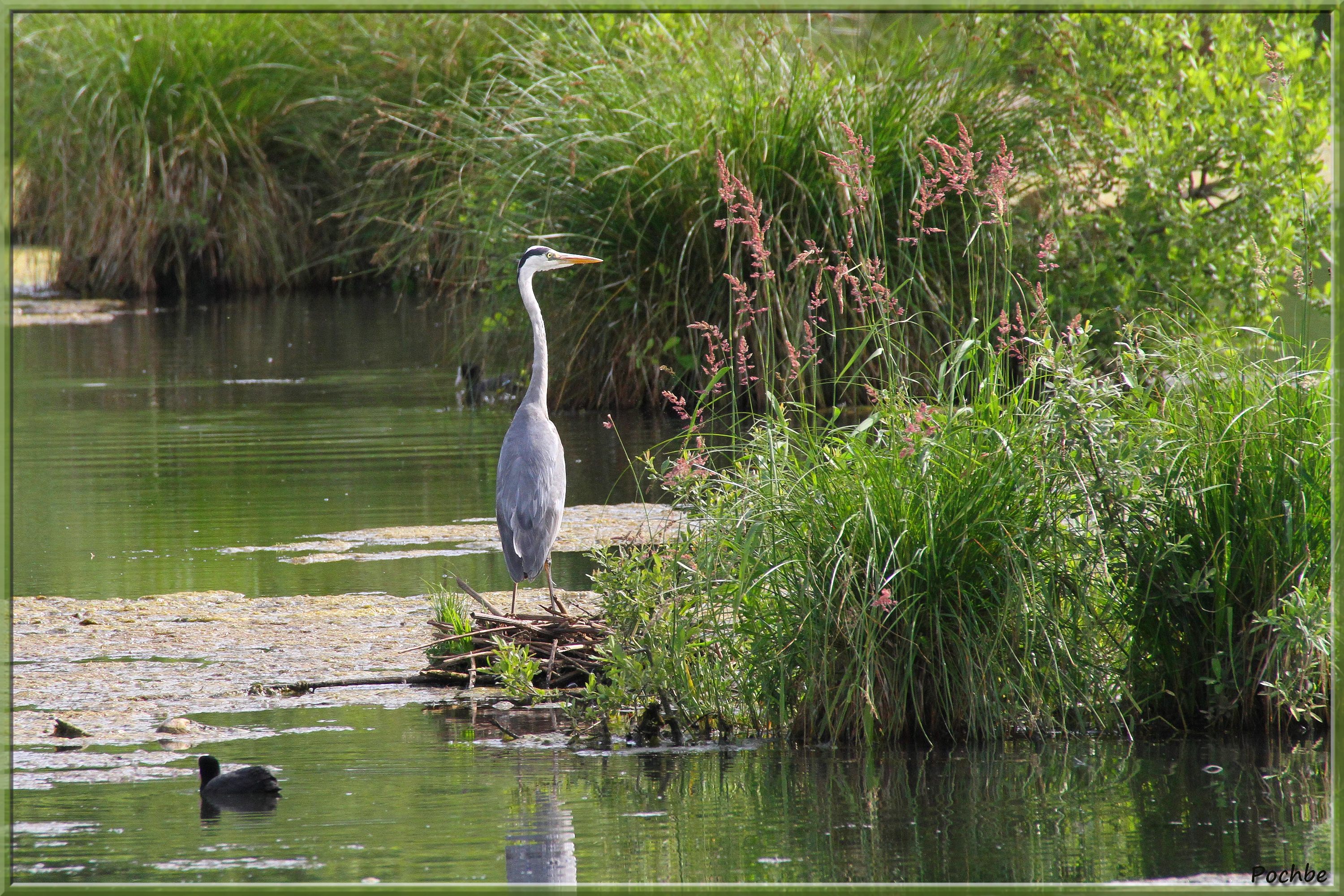 Wallpapers Animals Birds - Herons 